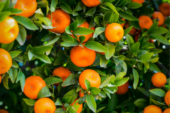 7 Health Benefits of Tangerine