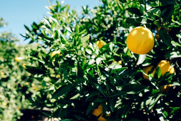 6 Health Benefits of Lemons